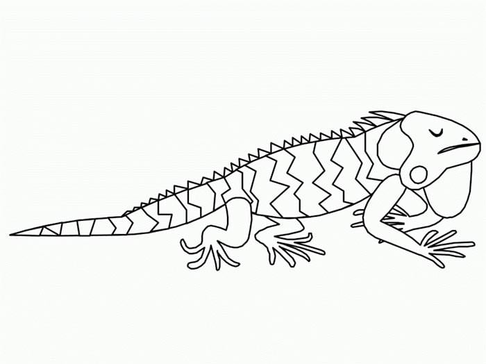 printable iguana coloring page