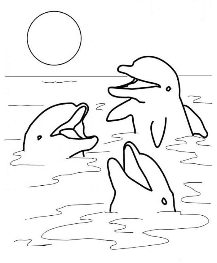 three dolphins coloring page