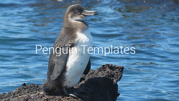 penguin templates
