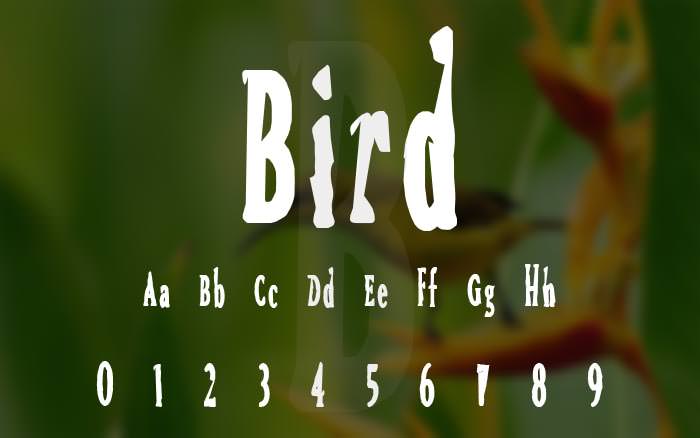 bird-3