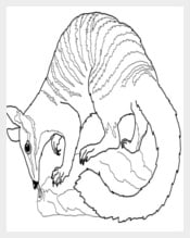 Numbat Coloring Page Template