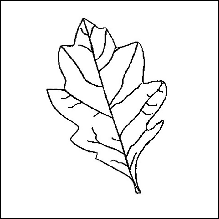 Leaf Template Printable Leaf Templates