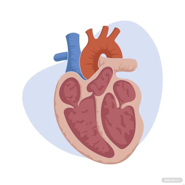 medical heart diagram template