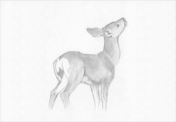 Deer pencil sketch stock illustration Illustration of drawing  59858193