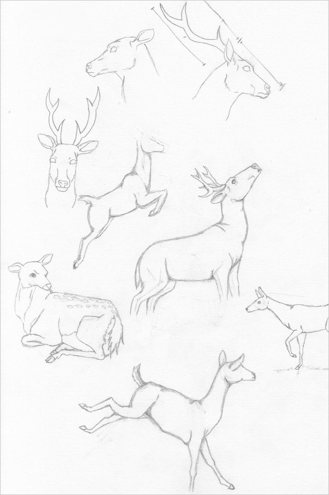 24+ Free Deer Drawings &amp; Designs
