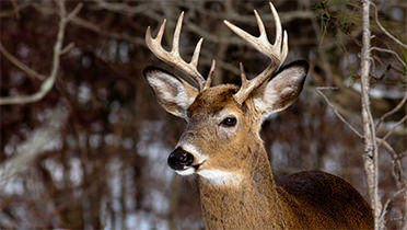 whitetail buck pencil drawings