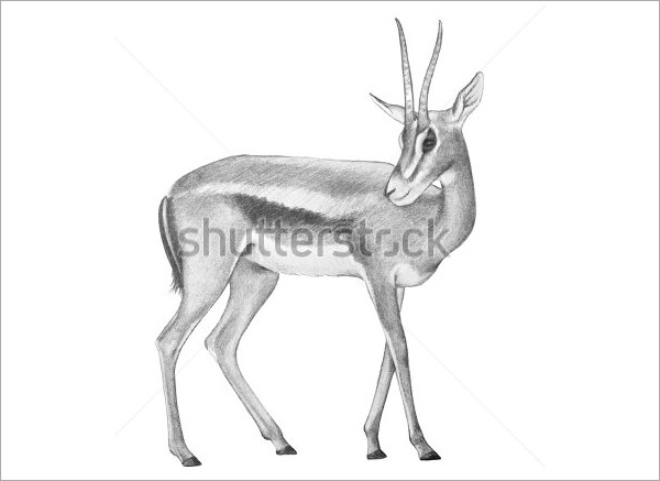 24 Free Deer Drawings Designs Free Premium Templates