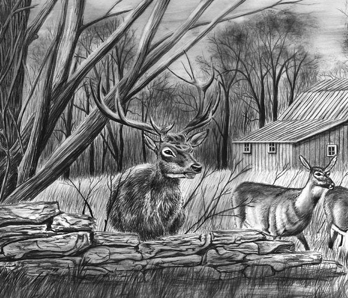 Drawn Dear Whitetail Deer  Easy Wild Animal Drawing  700x676 PNG Download   PNGkit