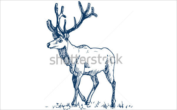 24+ Free Deer Drawings &amp; Designs