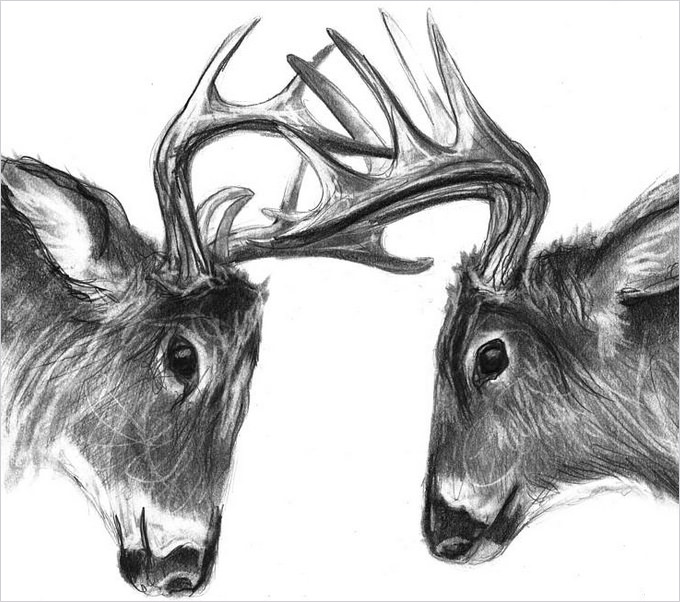 24+ Free Deer Drawings & Designs