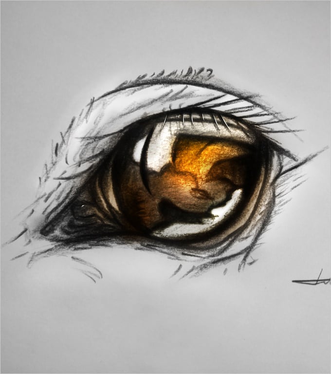 horse eye pencil drawing
