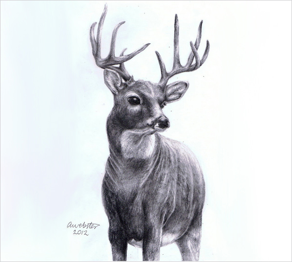 24+ Free Deer Drawings & Designs