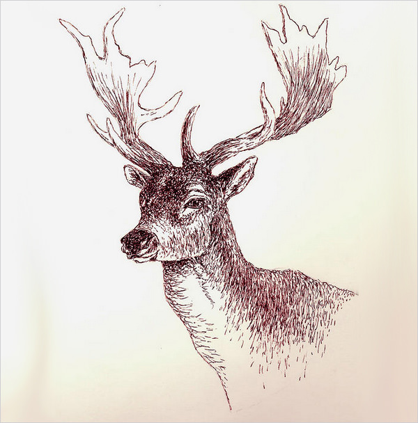 24+ Free Deer Drawings & Designs