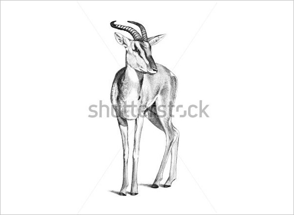 24+ Free Deer Drawings & Designs