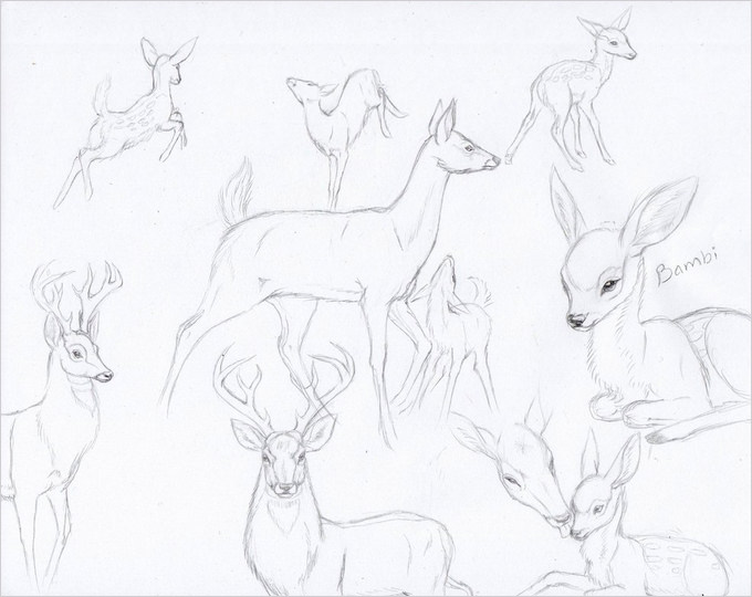 24 Free Deer Drawings Designs Free Premium Templates