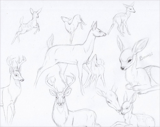24+ Free Deer Drawings &amp; Designs
