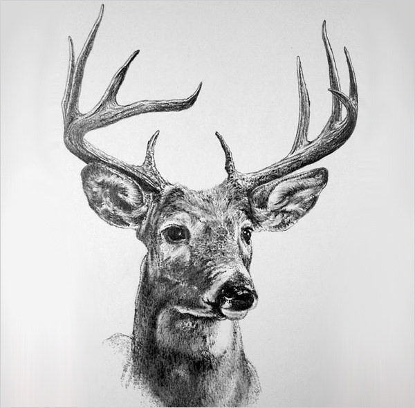 24+ Free Deer Drawings & Designs