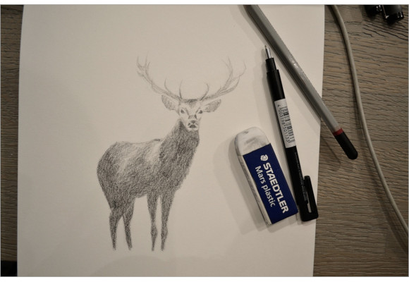 simple deer pencil drawing