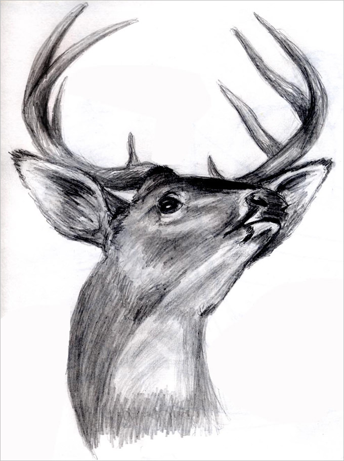 easy deer drawings