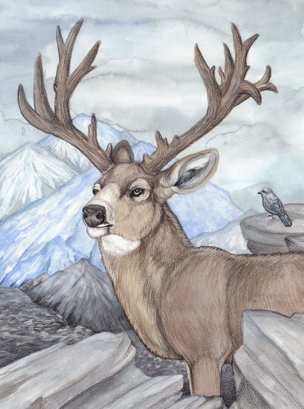 Deer Realistic Drawing - Drawing Skill