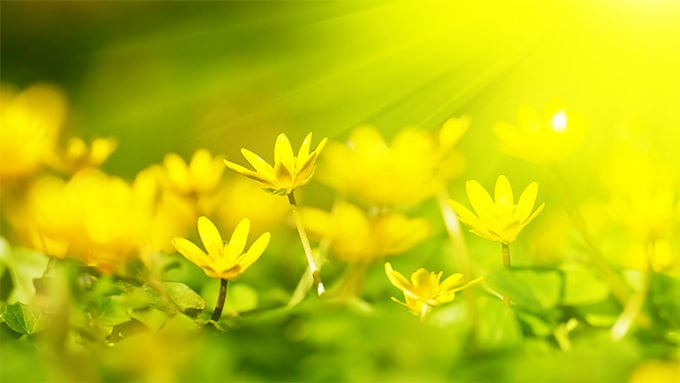 yellow flowers sunshine