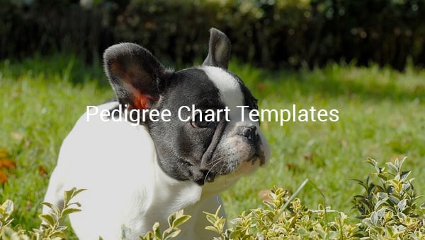 Dog Pedigree Chart Template
