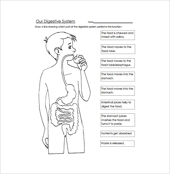 printable human digestive system worksheet template