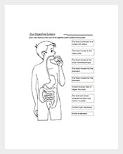 Human-Digestive-System-Worksheet-&-Coloring-Page-Template
