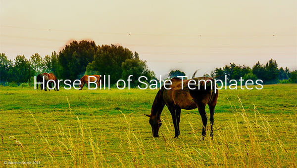 bill of sale grade horse template