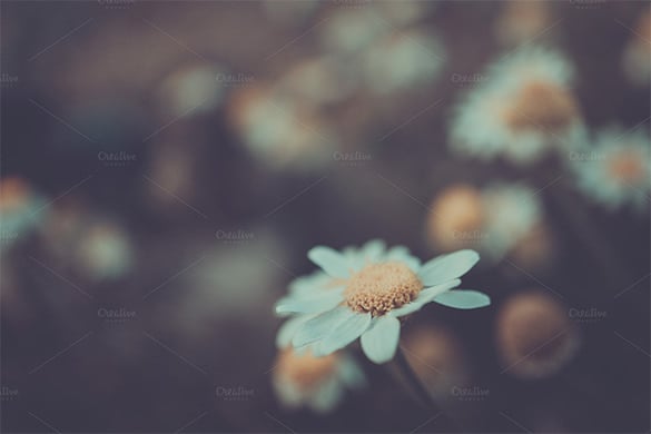 abstract premium daisy spring background