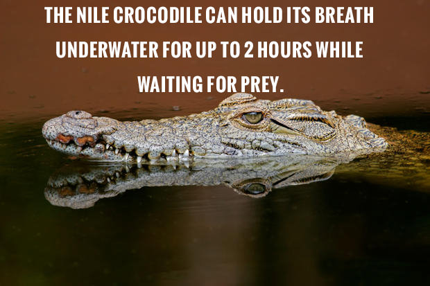 crocodile fact