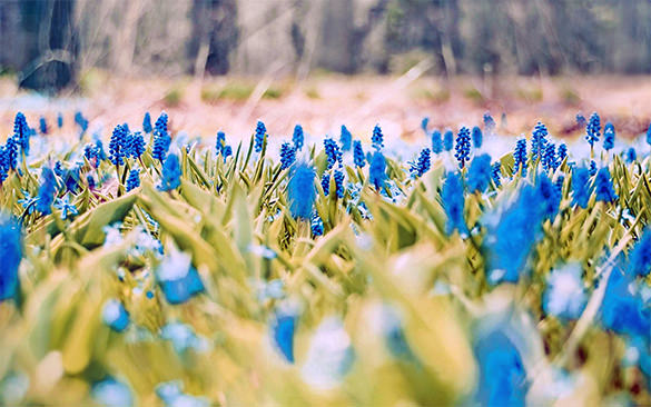extraordinary free pastel blue spring background