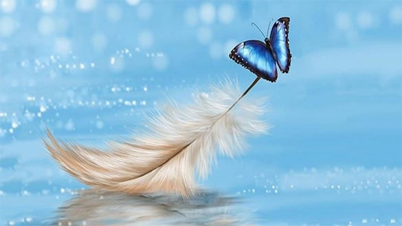 free butterfly background for you