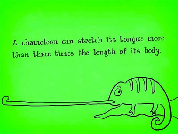 funny chameleon fact