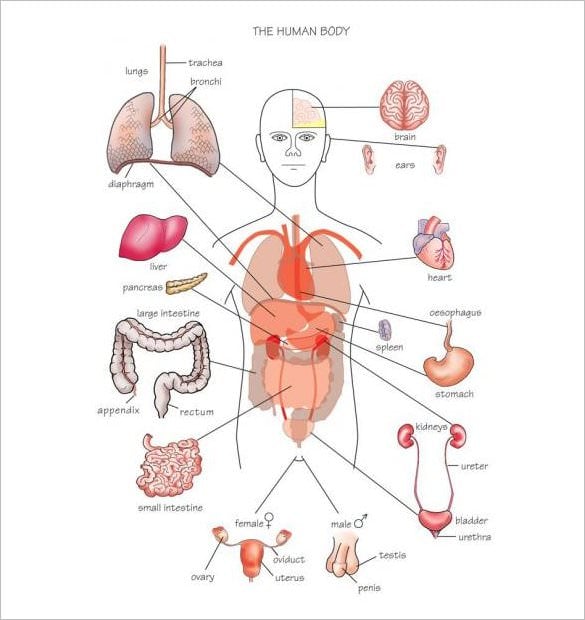 human body organs outline with names example