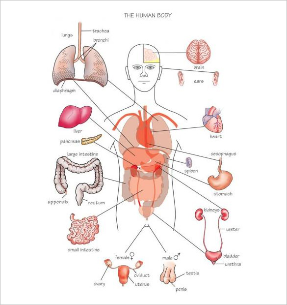 Human Template Printable