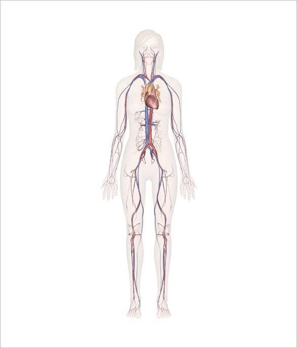human-inner-body-parts-outline-template-sample