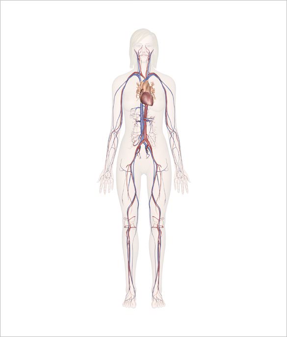 16+ Human Body Outline Templates -DOC, PDF