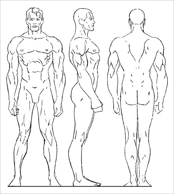 16 Human Body Outline Templates Doc Pdf Free Premium Templates Muscular man front and back in silhouette, line and color. human body outline templates doc pdf