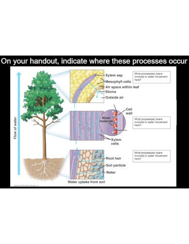 vertical powerpoint biology plant poster