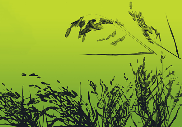 fantastic photoshop grass brushes for free