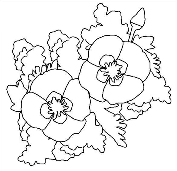 california poppy colouring page for you
