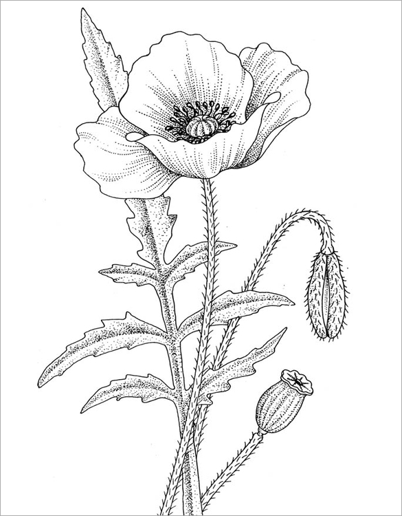 poppy outline