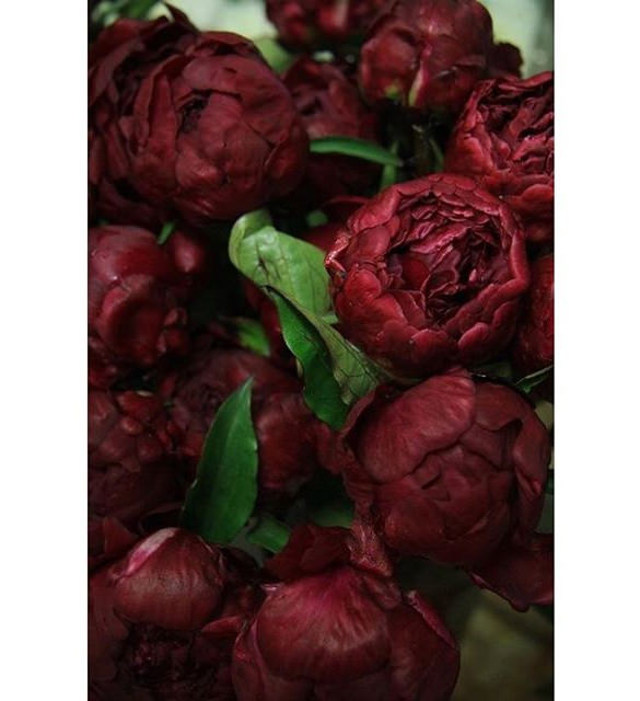 red-rose-instagram-backgrounds