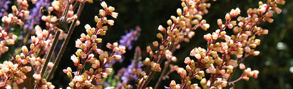 pretty flowers linkedin background image