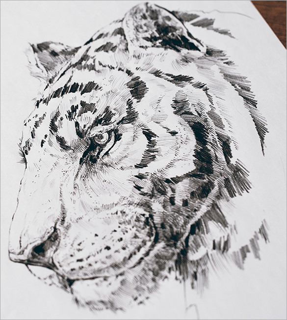 tiger pencil drawing free download