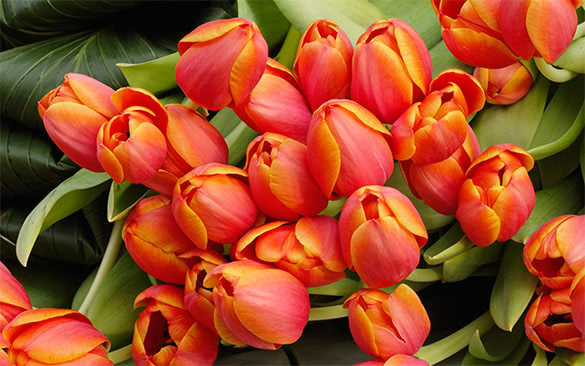 tulip flowers wallpaper for you