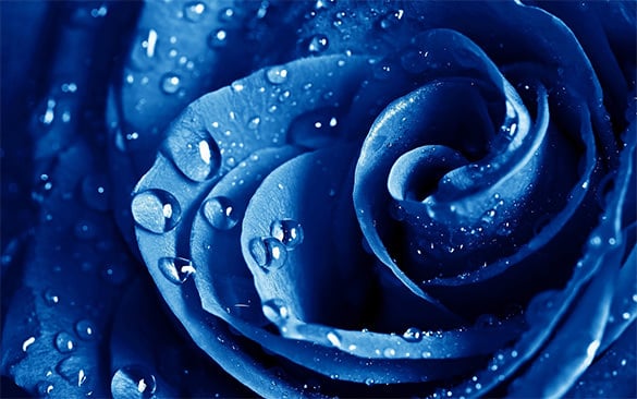 beautiful blue rose wallpaper for you