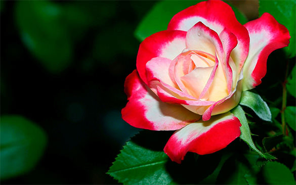 white and pink rose flower wallpaper