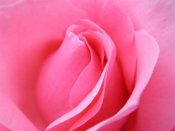 beautiful pink rose wallpaper download